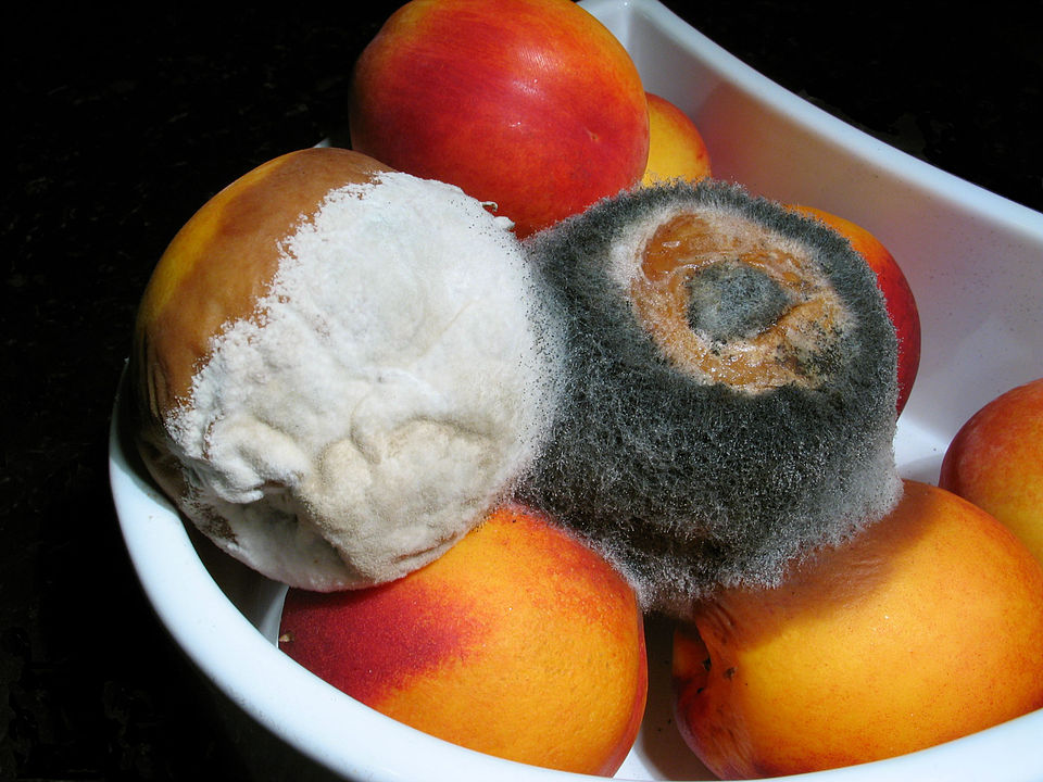 Mould on nectarines