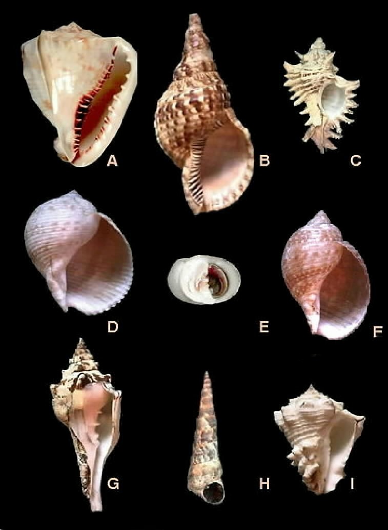 Gastropods A.Cassis madagascarensis (Cassididae), B.Charonia variegata (Cymatiidae), C.Chicoreus brevifrons (Muricidae) D.Tonna galea (Tonnidae), E.Nerita pelotonta (Neritidae), F. Tonna maculosa (Tonnidae), G.Turbinella angulata (Turbinellidae), H.Turritella variegata (Turritellidae), I.Vasun muricatum (Turbinellidae).