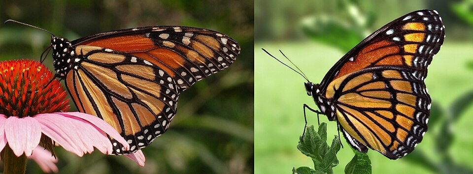 The butterfly on the left is a monarch. The butterfly on the right is a viceroy. They look very similar to each other. This is an example of Müllerian mimicry