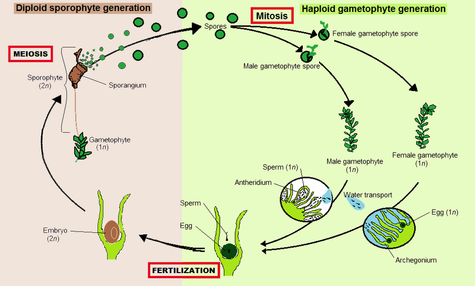 Life cycle of a dioicous bryophyte