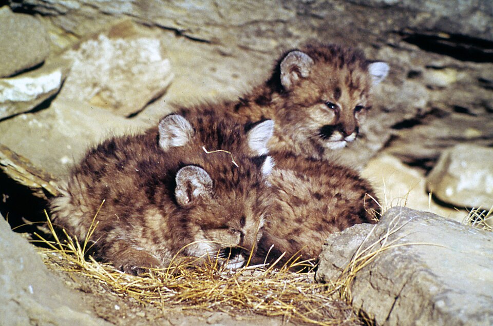 Mountain lion siblings