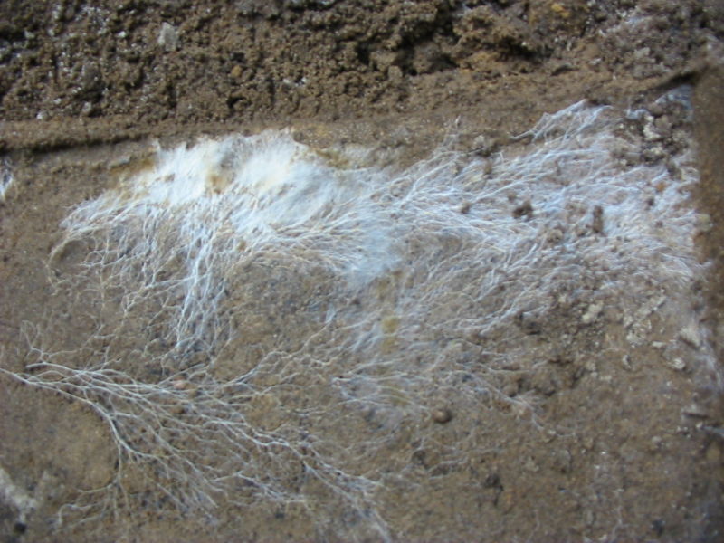 Mycelium of a fungus