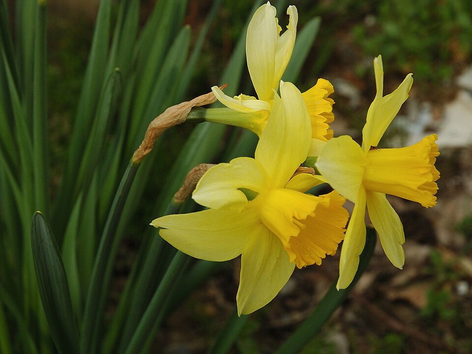 Green leaves and yellow flowers of a daffodil plant
