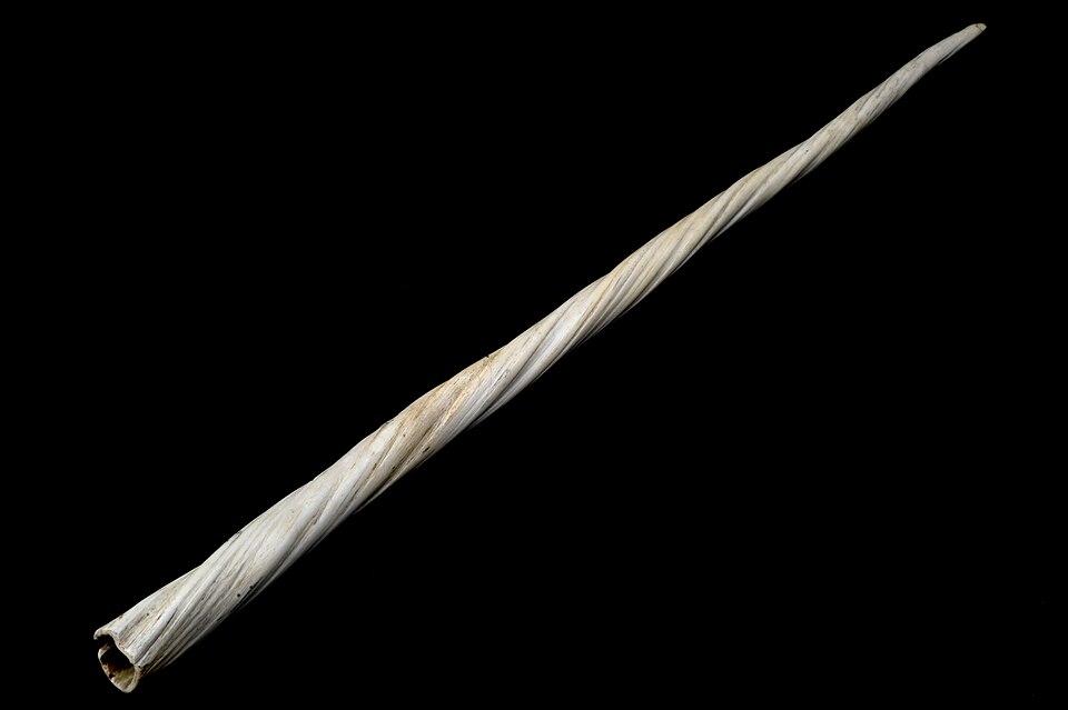 Narwhal tusks were bought and sold as unicorn horns in the past