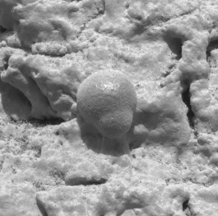 Microscopic photo taken by Opportunity showing a gray hematite concretion, suggesting the past presence of liquid water