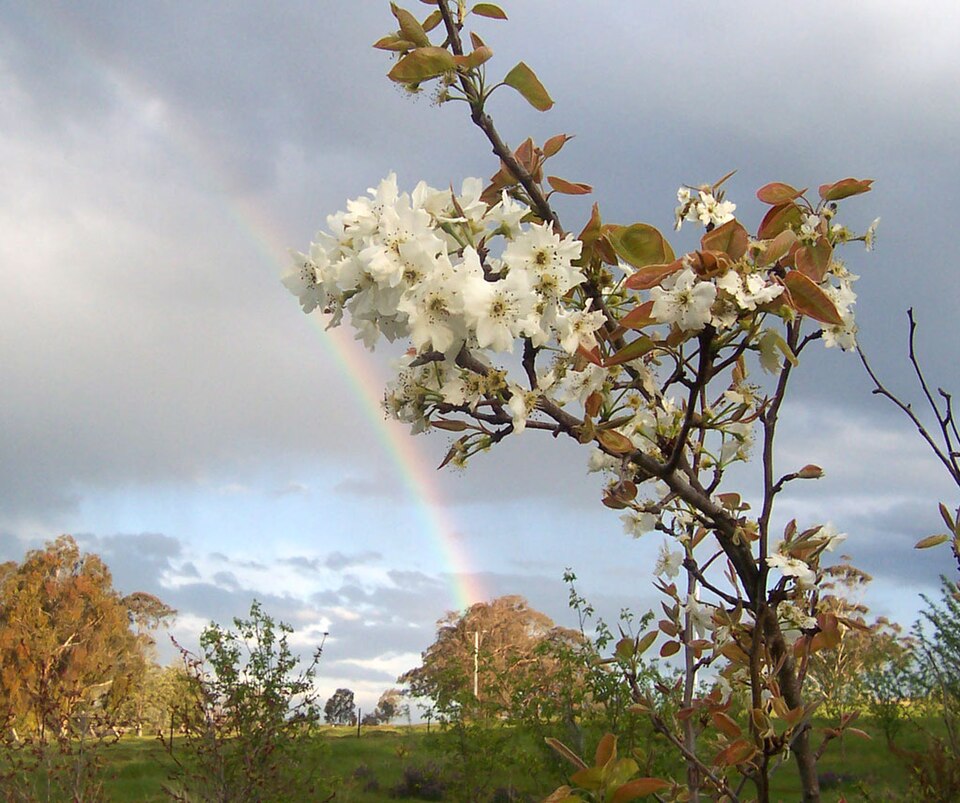 A rainbow near the Nashi pear tree in the bloom