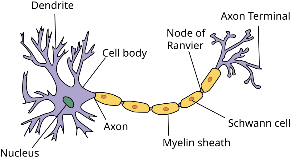 Diagram of neuron