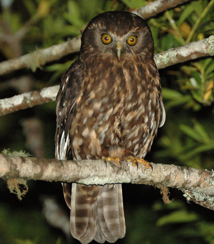 The Morepork