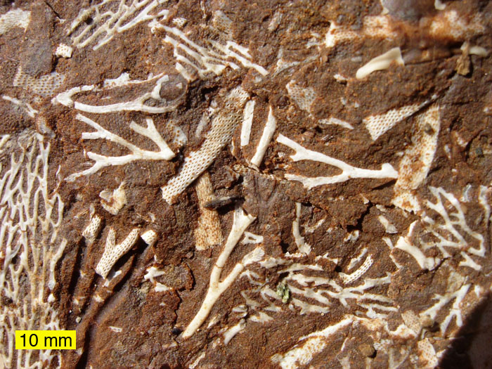 Fossilized bryozoans from Estonia (Ordovician).