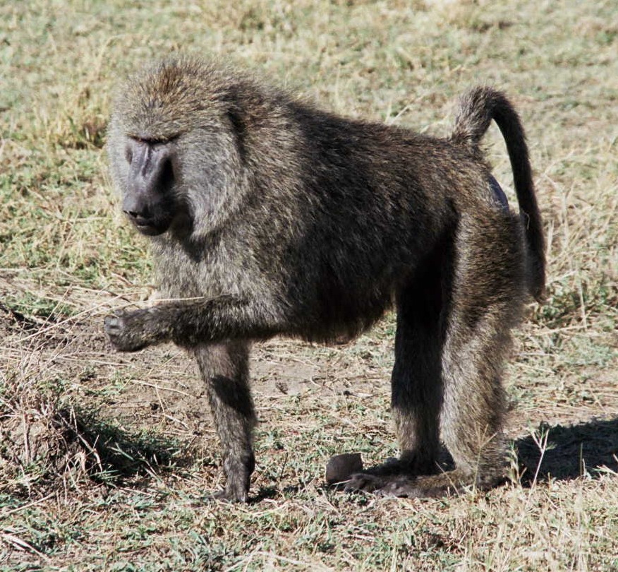 Baboon