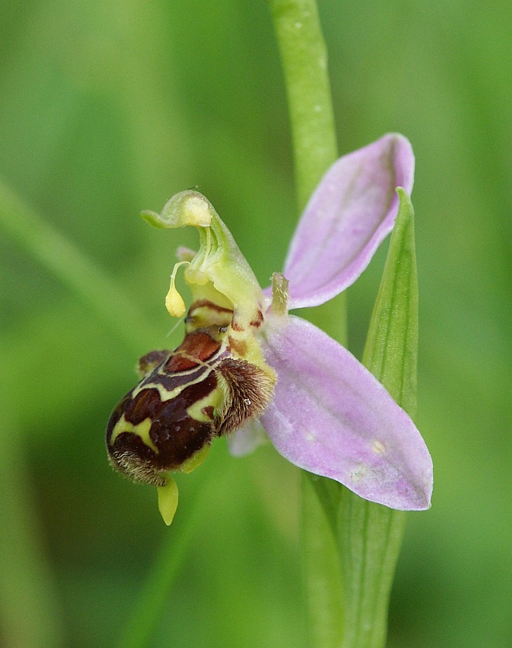 Ophrys apifera is about to self-pollinate
