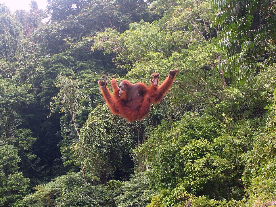 Orangutan climbing