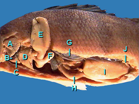 Internal anatomy of the yellow perch Perca flavescens. Each letter corresponds to an internal body part, A: gills, B: auricle of the heart, C: ventricle of the heart, D: liver, E: stomach, F: digestive cecum, G: swim bladder, H: intestine, I: testis, and J: urinary bladder.