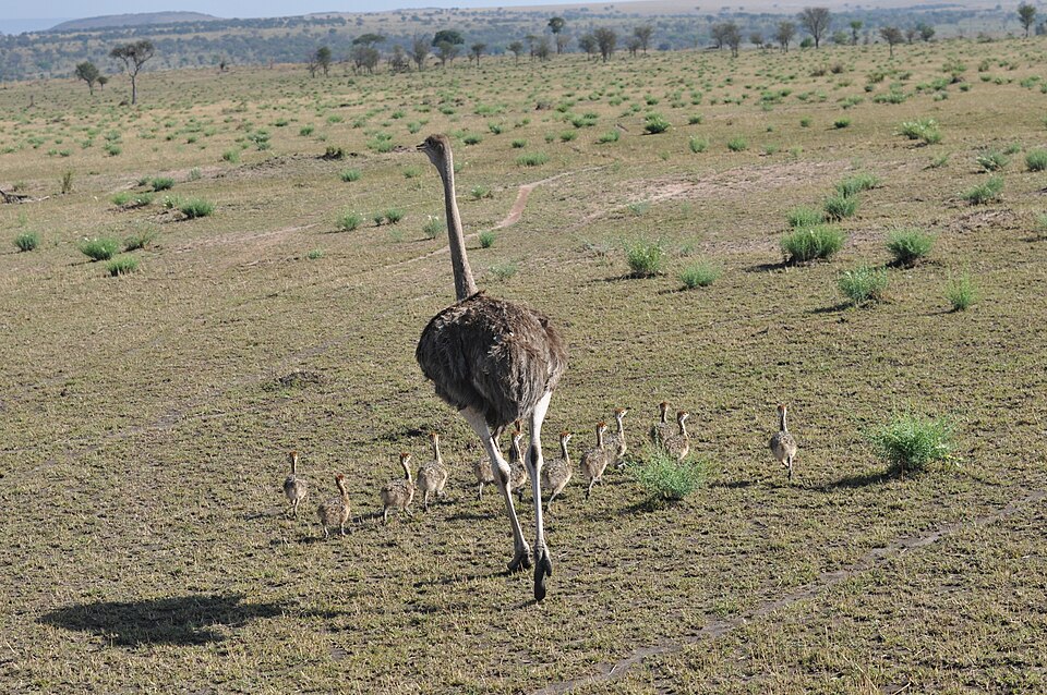 Ostrich hen with chicks