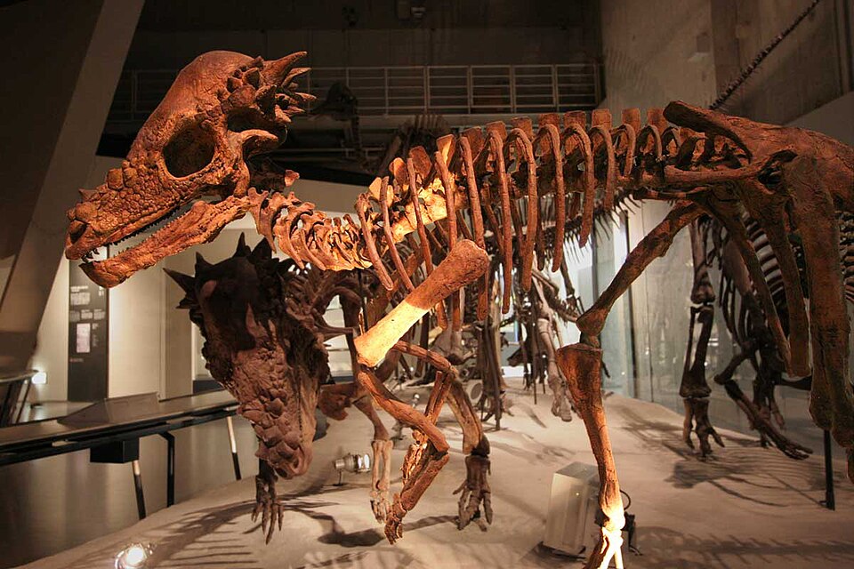 Skeletal mount of Pachycephalosaurus