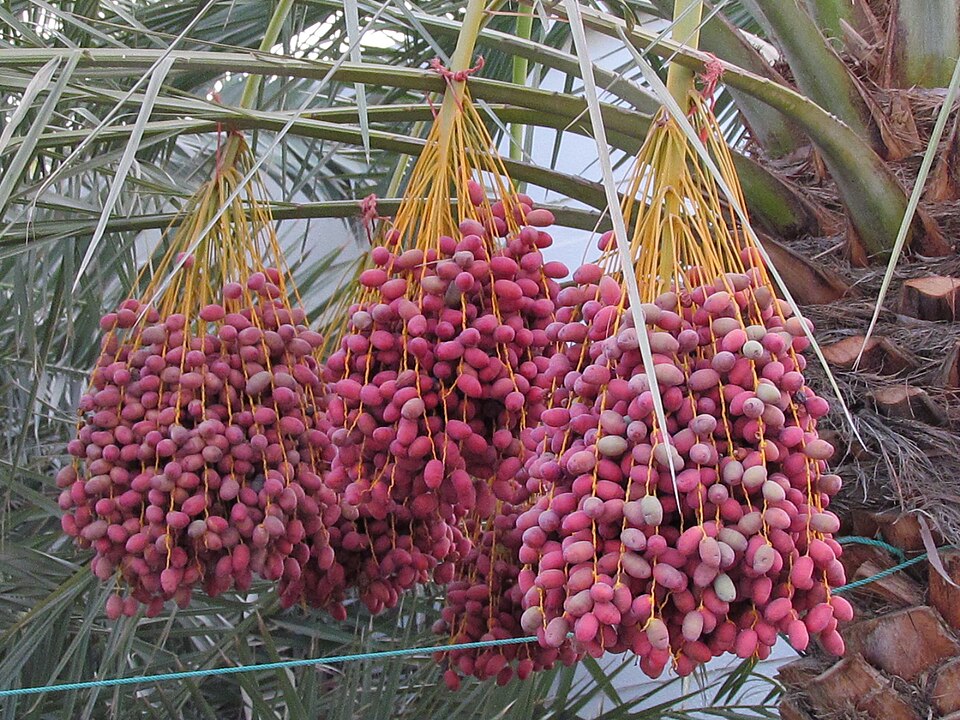 Palm dates bunch
