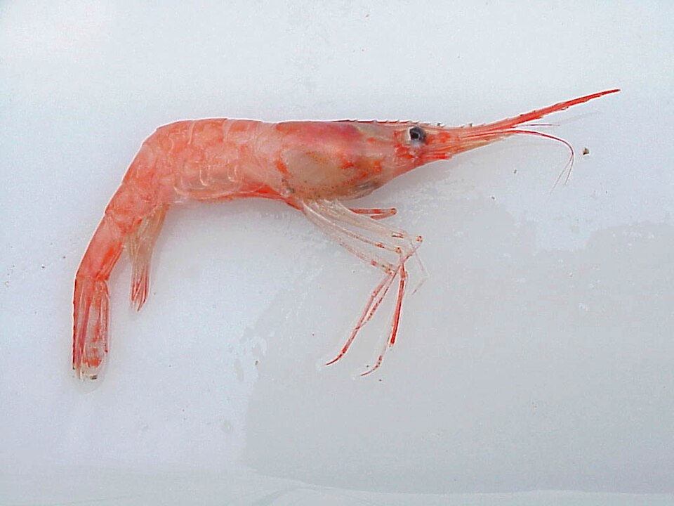 Edible shrimp