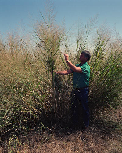 Switchgrass, a hardy plant used in the biofuel industry in the United States