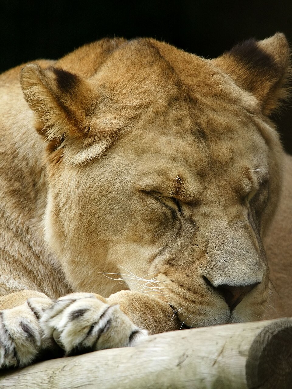 A rare Barbary Lion