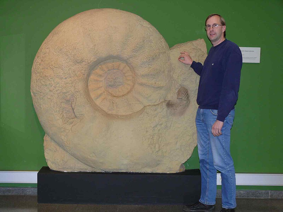 Parapuzosia seppenradensis, the largest known ammonite