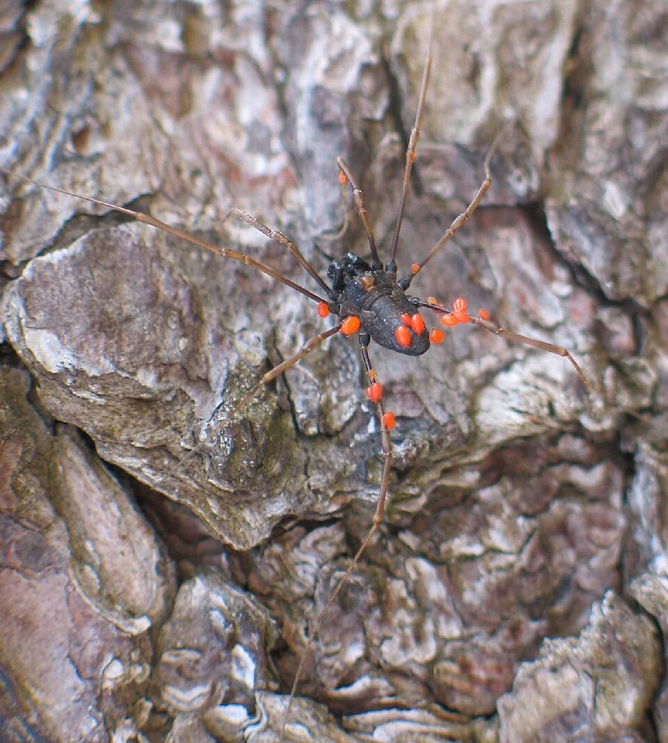 Mites parasitising a harvestman