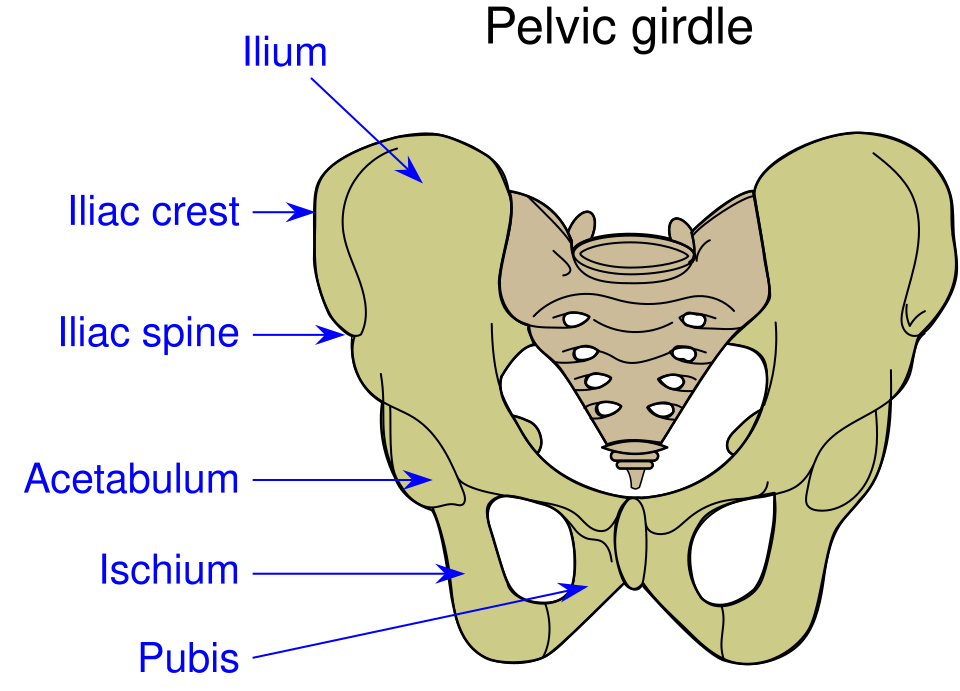 A human pelvis, with the bones labelled