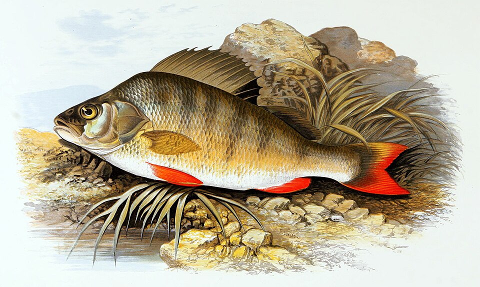 European perch has greenish color and red tipped fins, as well as the vertical bars on its sides.