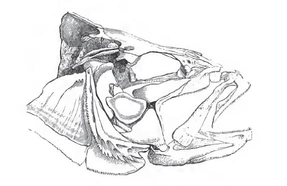 Skull of european perch showing the eye sockets, connective bones, operculum, and gill slits.