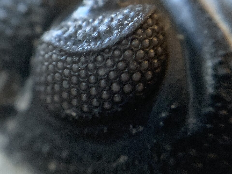 Phacops sp. eye