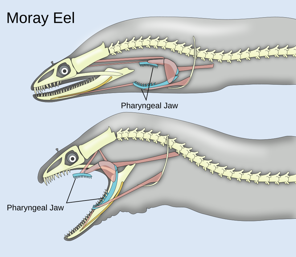 X-ray of an eel