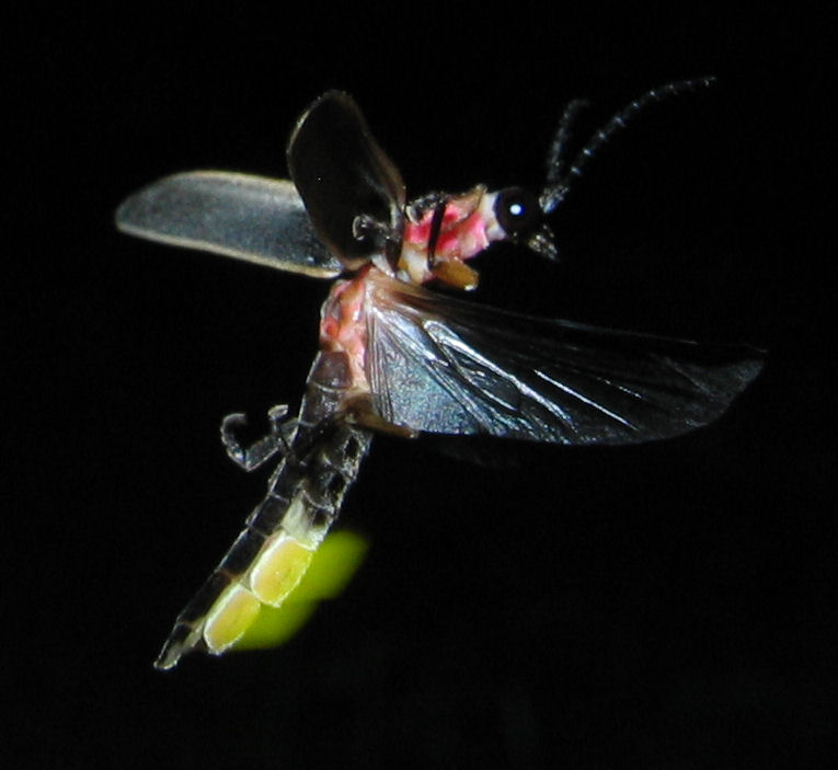 Flying and glowing Photinus pyralis, a firefly.