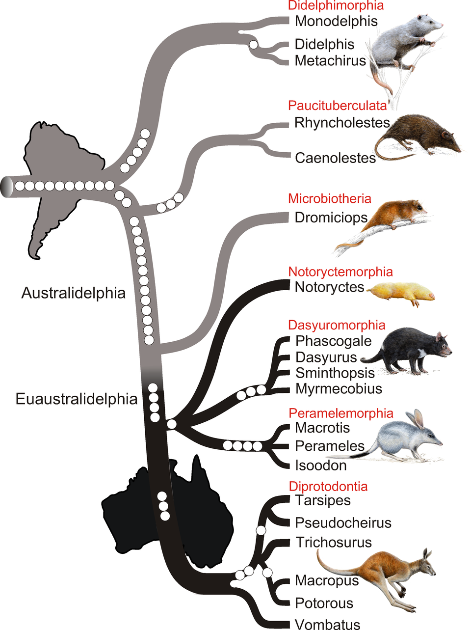Phylogenetic tree of marsupials derived from retroposon data