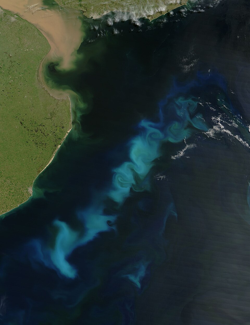 Phytoplankton bloom in the south Atlantic off Argentina