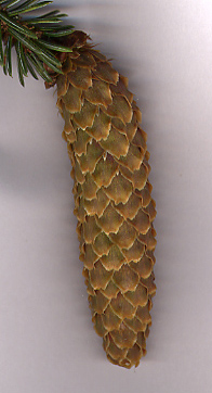 Sitka spruce cone (Picea sitchensis)