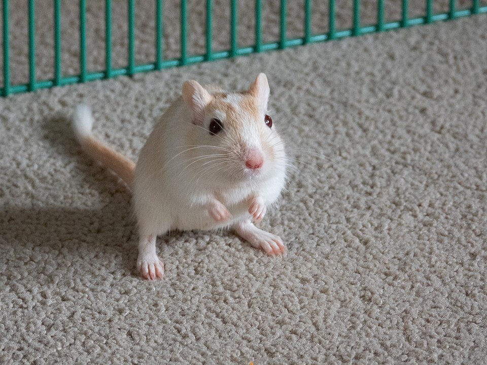 Pied cream gerbil