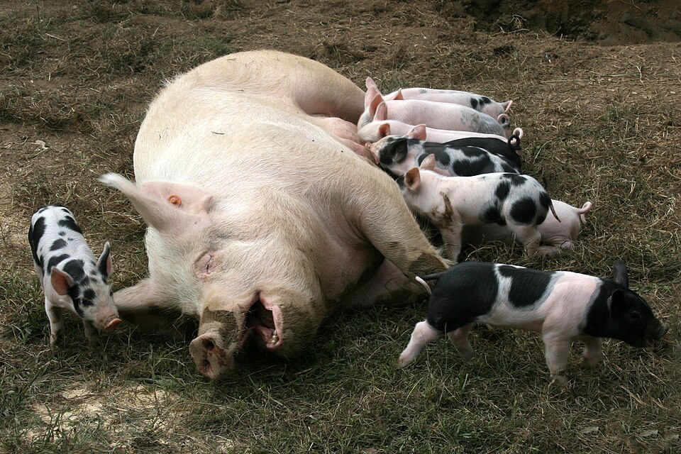 Lactation of pigs