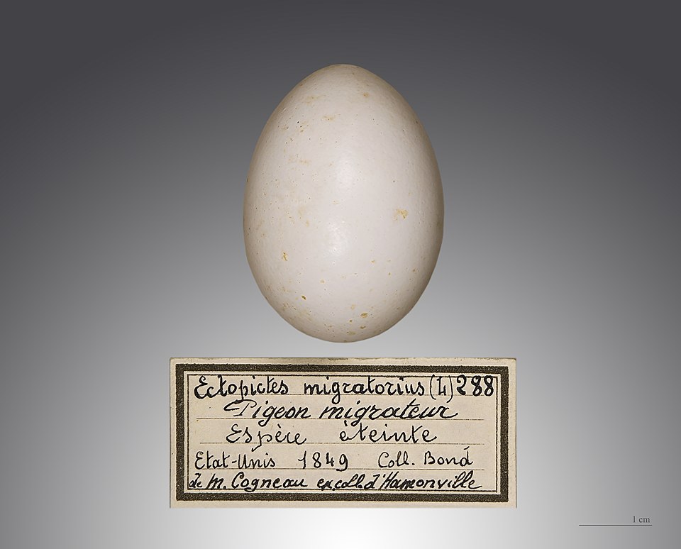 Ectopistes migratorius