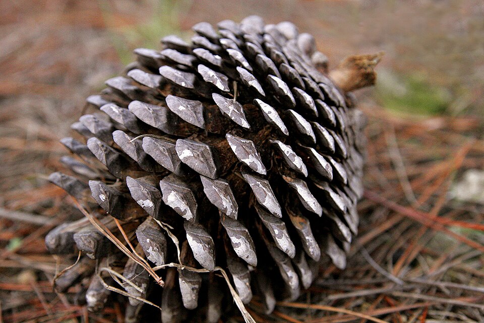 A fully mature Monterey pine cone on the forest floor