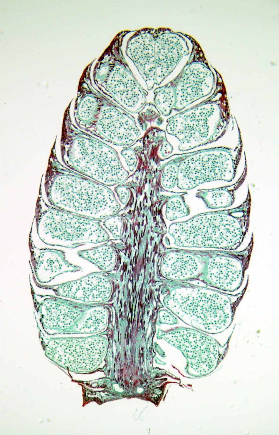 Cross section of a male cone of a pine tree. The scales of the cone support microsporangia, which produce a large number of pollen grains