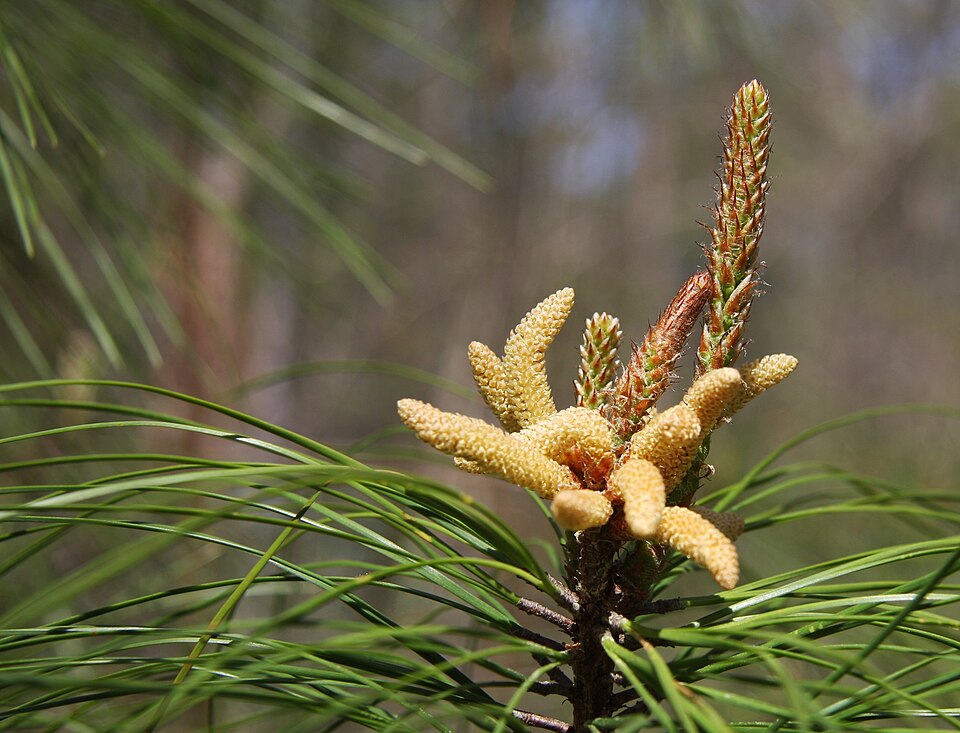 Loblolly pine (Pinus taeda): male cones