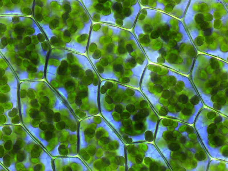 Chloroplasts visible in the cells of Plagiomnium affine