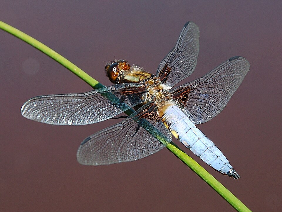 Broad-bodied chaser