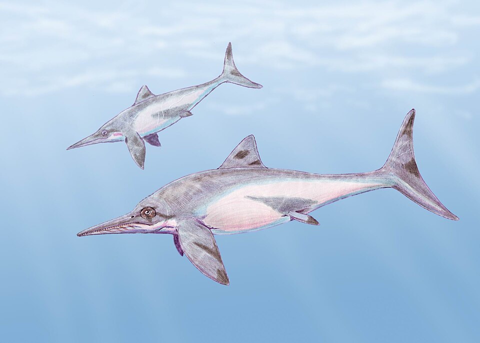 Platypterigius