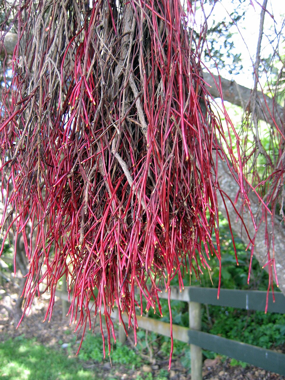 The aerial root of a young Pōhutukawa tree (Metrosideros excelsa), Mount Wellington, Auckland, New Zealand