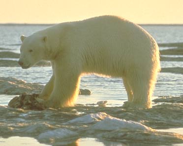 A polar bear.