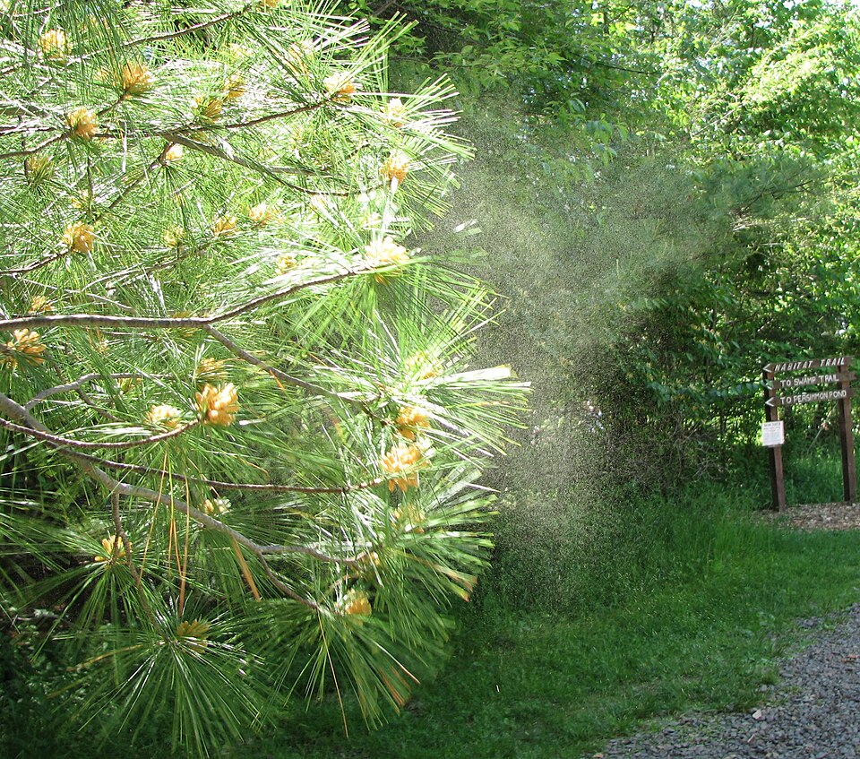 Pollen flowing from a pine tree. Conifers are wind-pollinated.