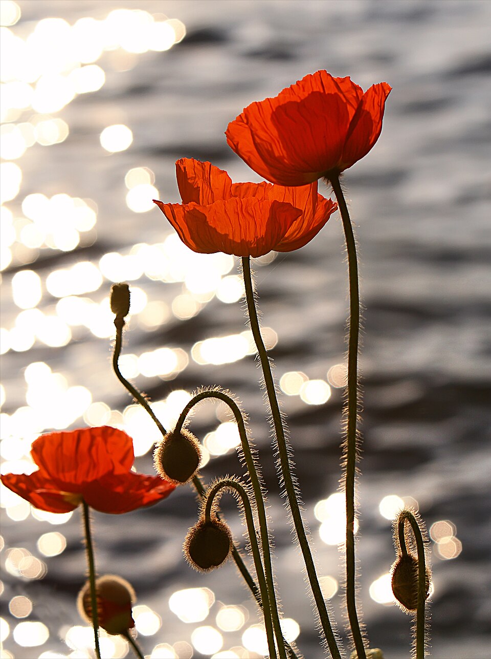 Red poppies