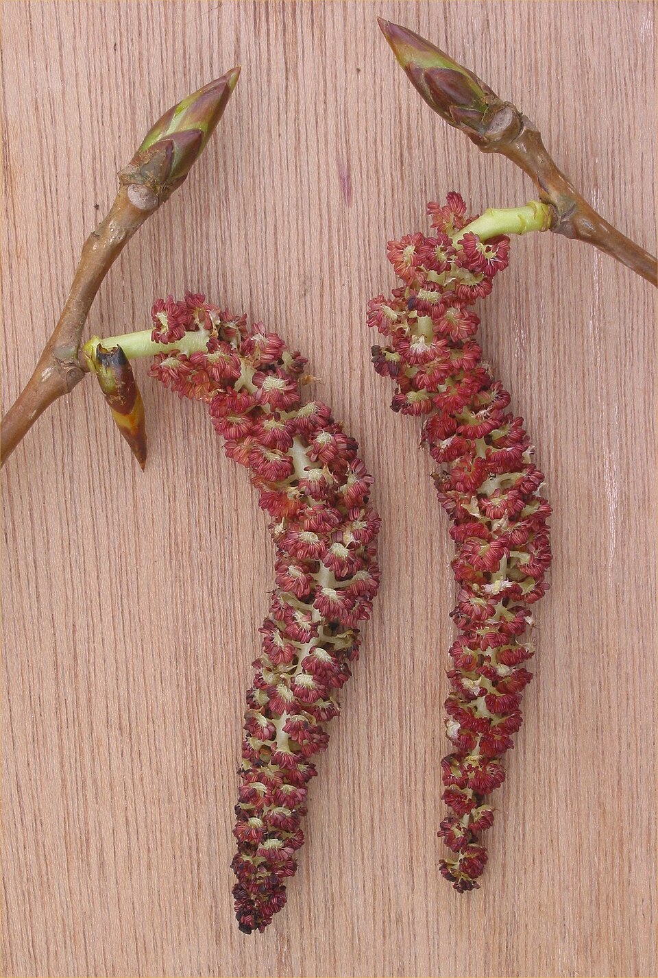 Male catkins of Populus × canadensis