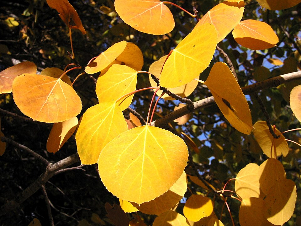 P. tremuloides leaves on mature trees are nearly round, 4–8 cm (1.6–3.1 in) in diameter with small rounded teeth, and a 3–7 cm (1.2–2.8 in) long, flattened petiole.
