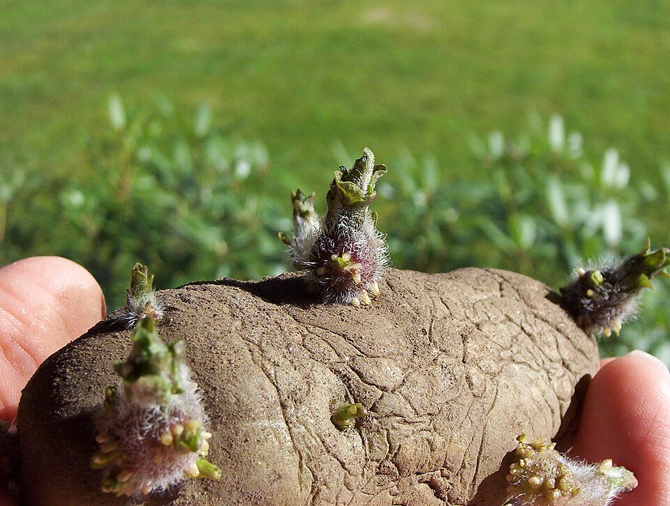 A tuber of potato with growing buds.